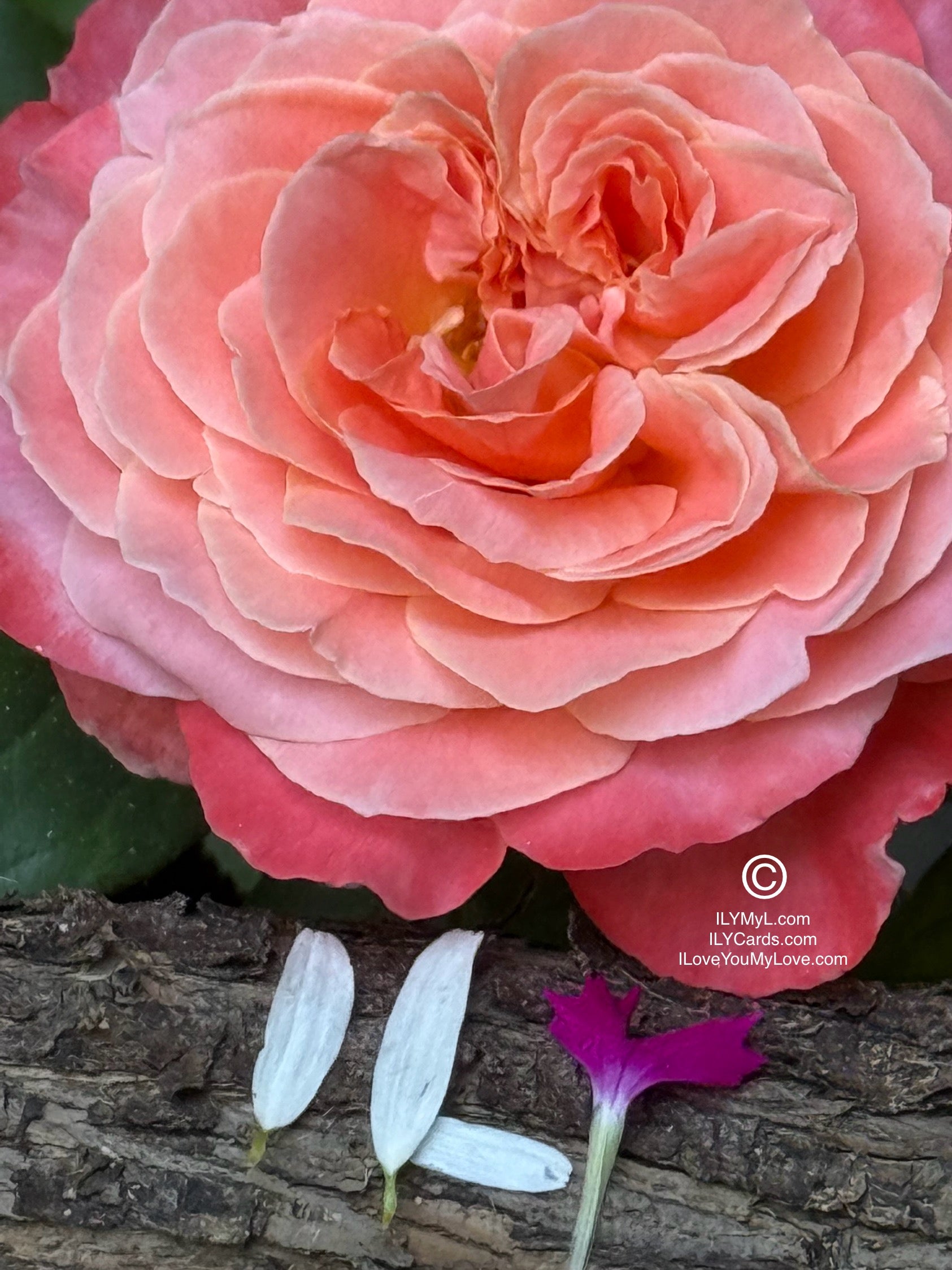 ILY Art Digital Image® The Poetry of Two Destined Souls, My Love - Yours and Mine: A Blooming Symphony of Rejuvenating Love’s Eternal Petals - ILY Digital Message