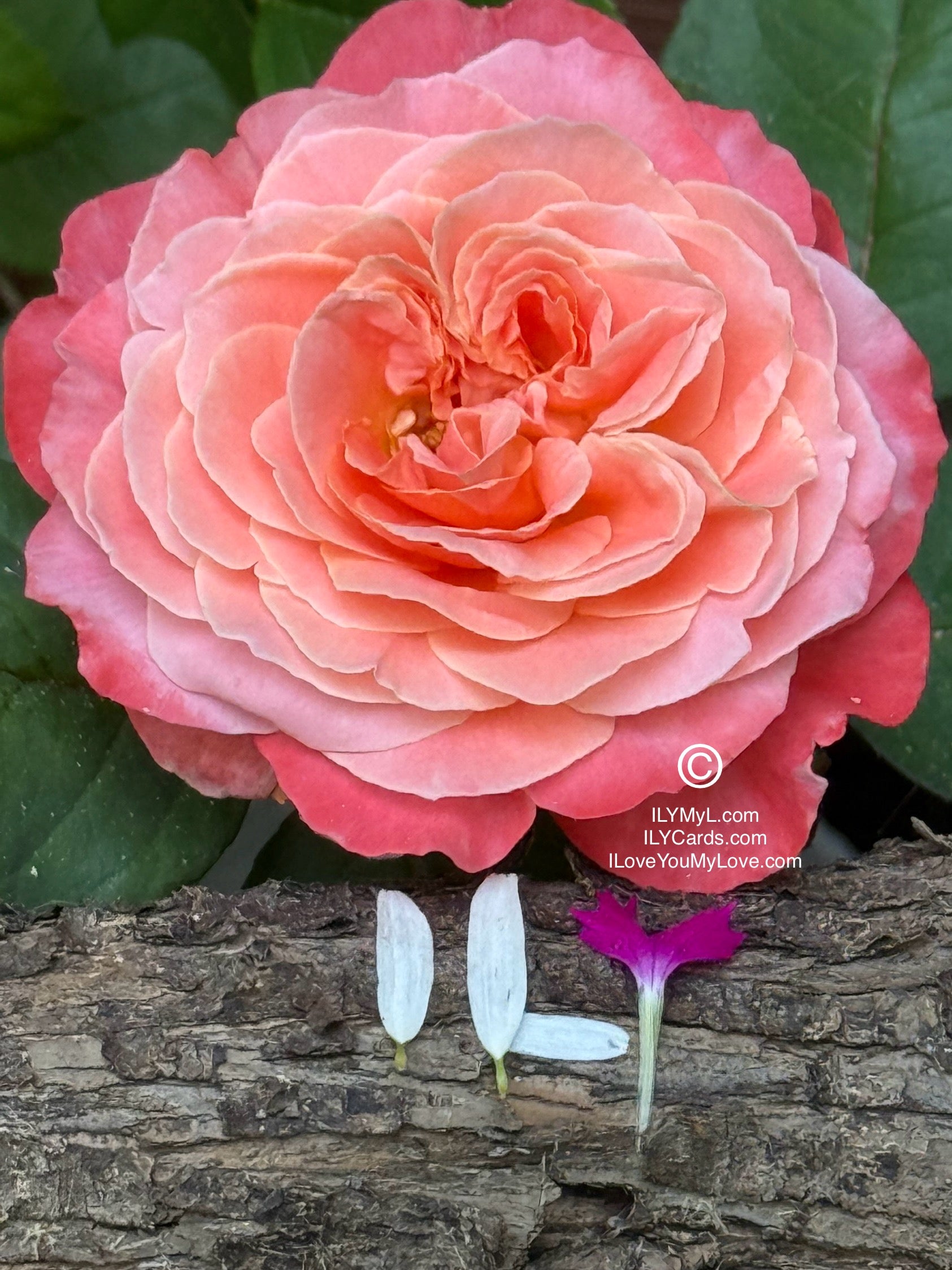 ILY Art Digital Image® The Poetry of Two Destined Souls, My Love - Yours and Mine: A Blooming Symphony of Rejuvenating Love’s Eternal Petals - ILY Digital Message