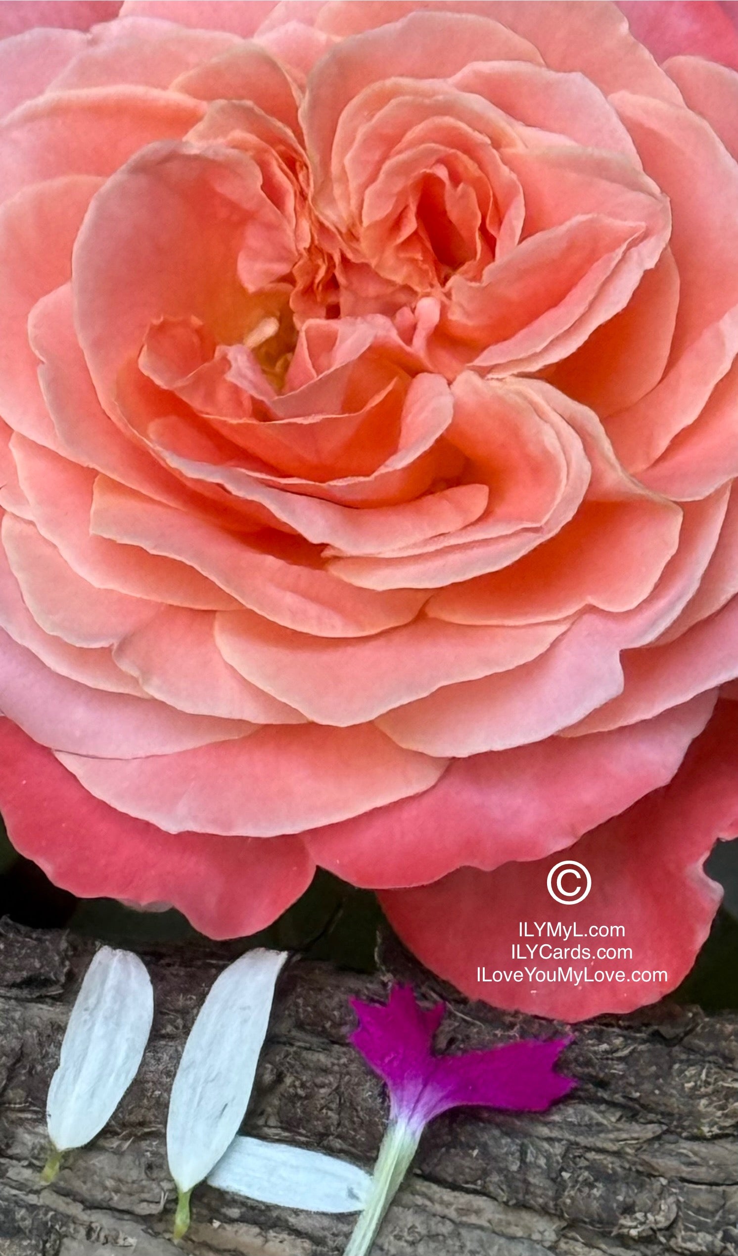 ILY Art Digital Image® The Poetry of Two Destined Souls, My Love - Yours and Mine: A Blooming Symphony of Rejuvenating Love’s Eternal Petals - ILY Digital Message