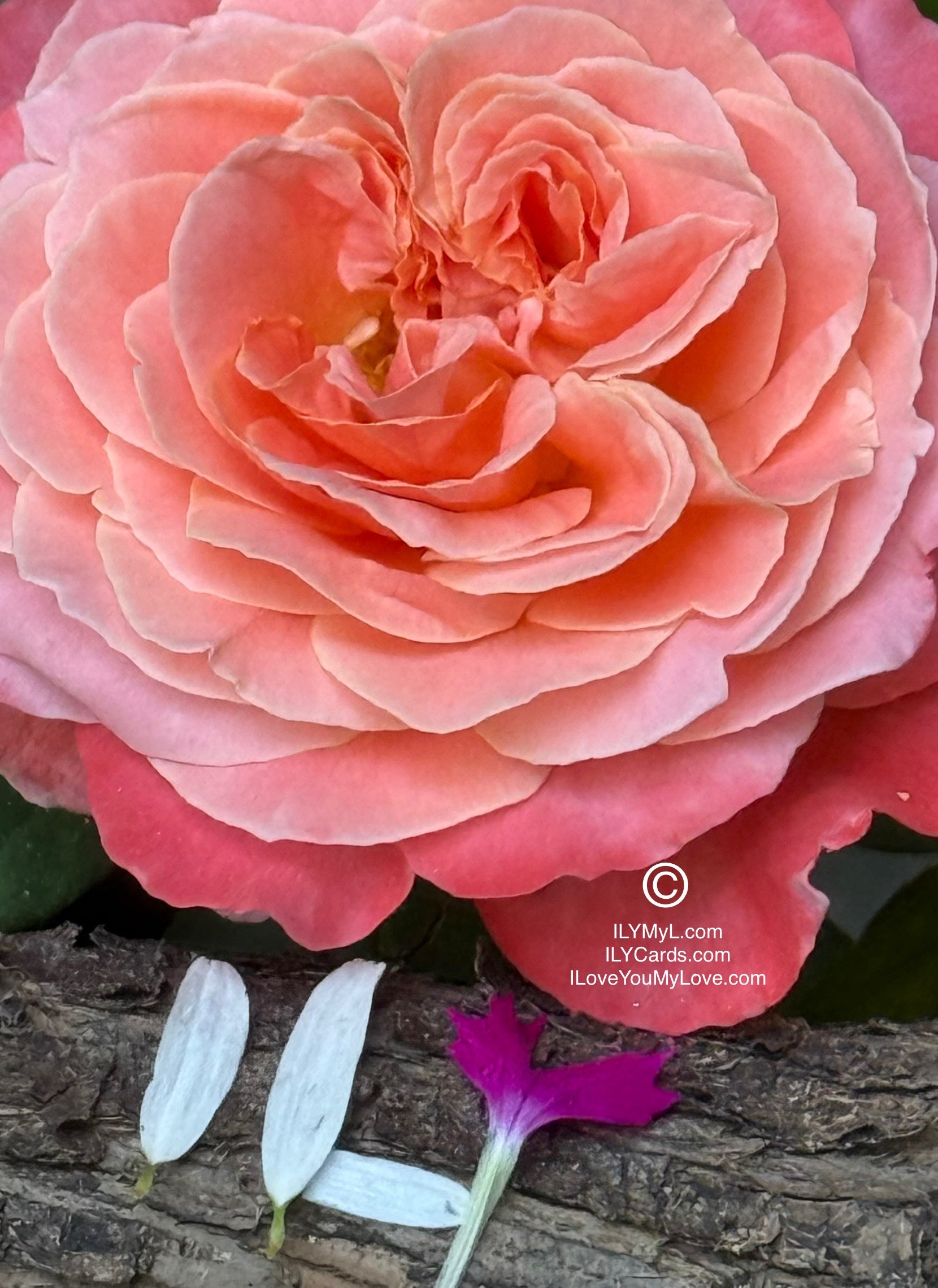 ILY Art Digital Image® The Poetry of Two Destined Souls, My Love - Yours and Mine: A Blooming Symphony of Rejuvenating Love’s Eternal Petals - ILY Digital Message