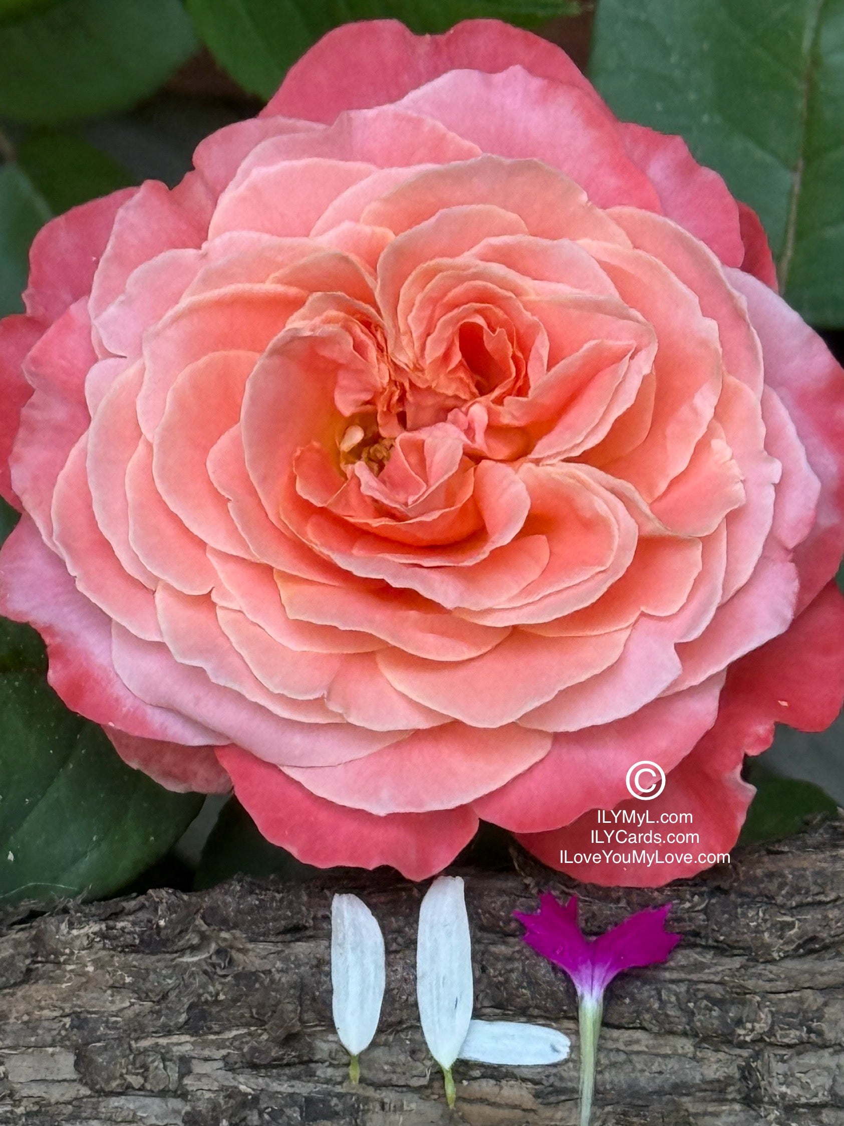 ILY Art Digital Image® The Poetry of Two Destined Souls, My Love - Yours and Mine: A Blooming Symphony of Rejuvenating Love’s Eternal Petals - ILY Digital Message