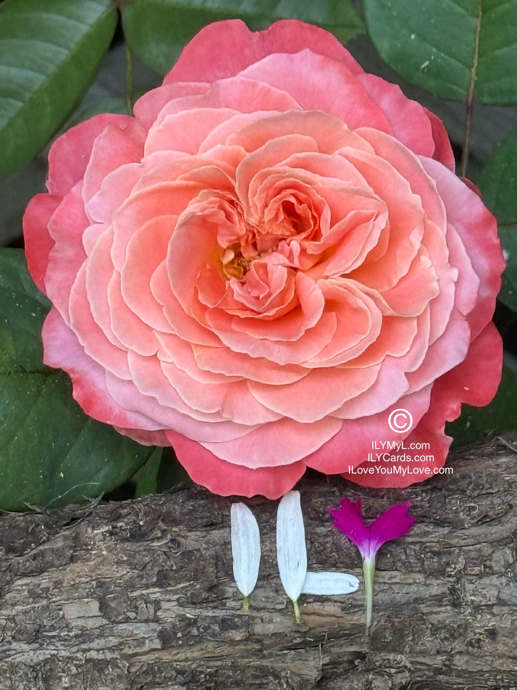 ILY Art Digital Image® The Poetry of Two Destined Souls, My Love - Yours and Mine: A Blooming Symphony of Rejuvenating Love’s Eternal Petals - ILY Digital Message