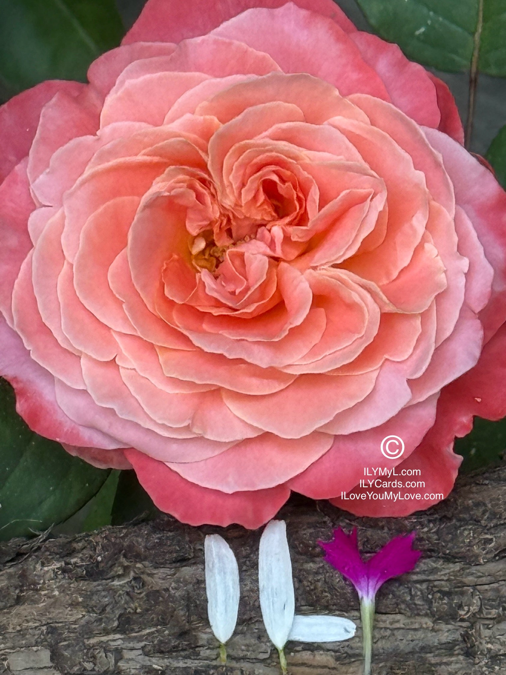 ILY Art Digital Image® The Poetry of Two Destined Souls, My Love - Yours and Mine: A Blooming Symphony of Rejuvenating Love’s Eternal Petals - ILY Digital Message