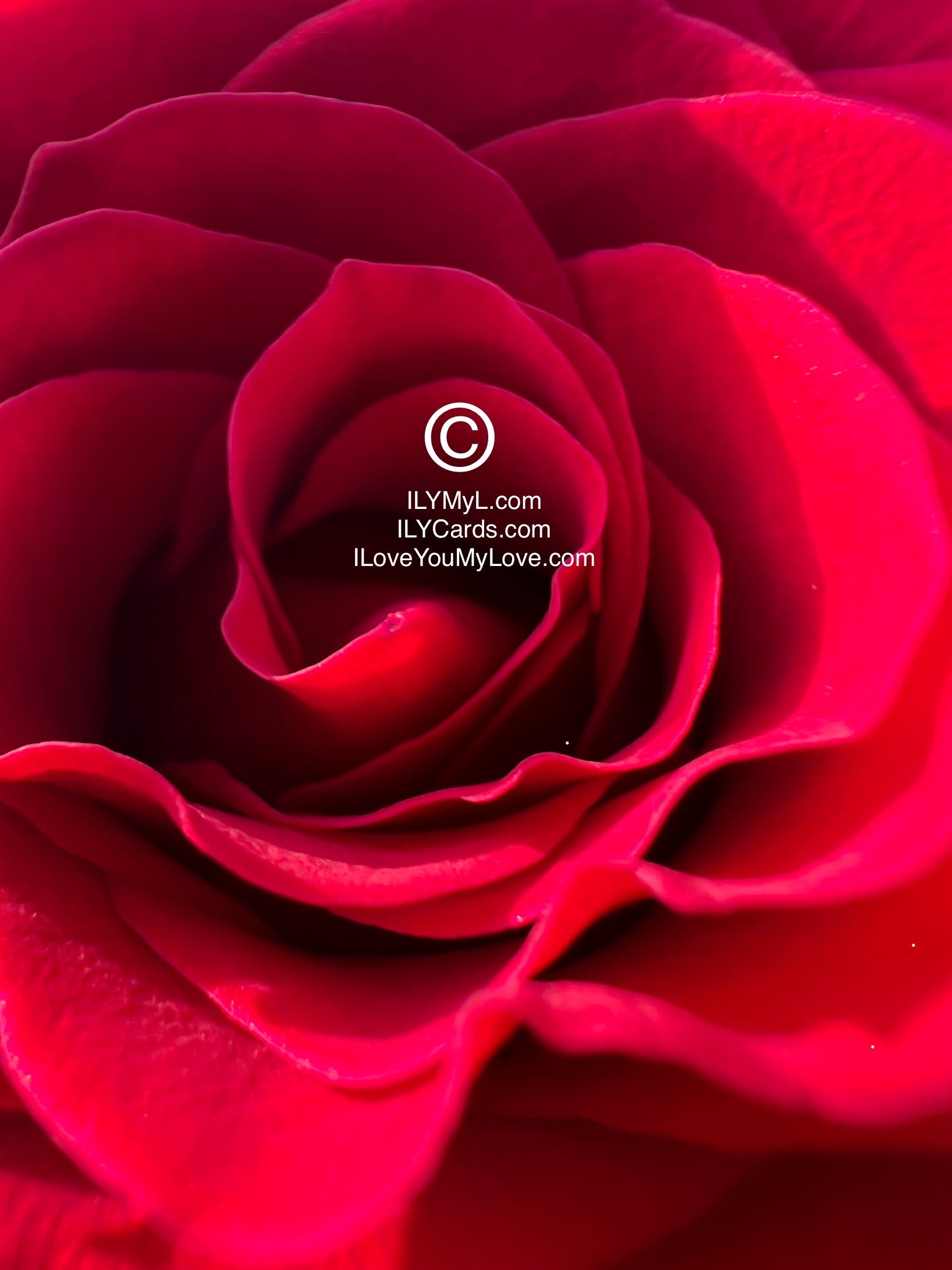 ILY Art Digital Image® Crimson Red Rose Embrace: A Vivid Declaration of Endless Love September 18 Forever - NFTs HD DIGITAL ART IMAGE