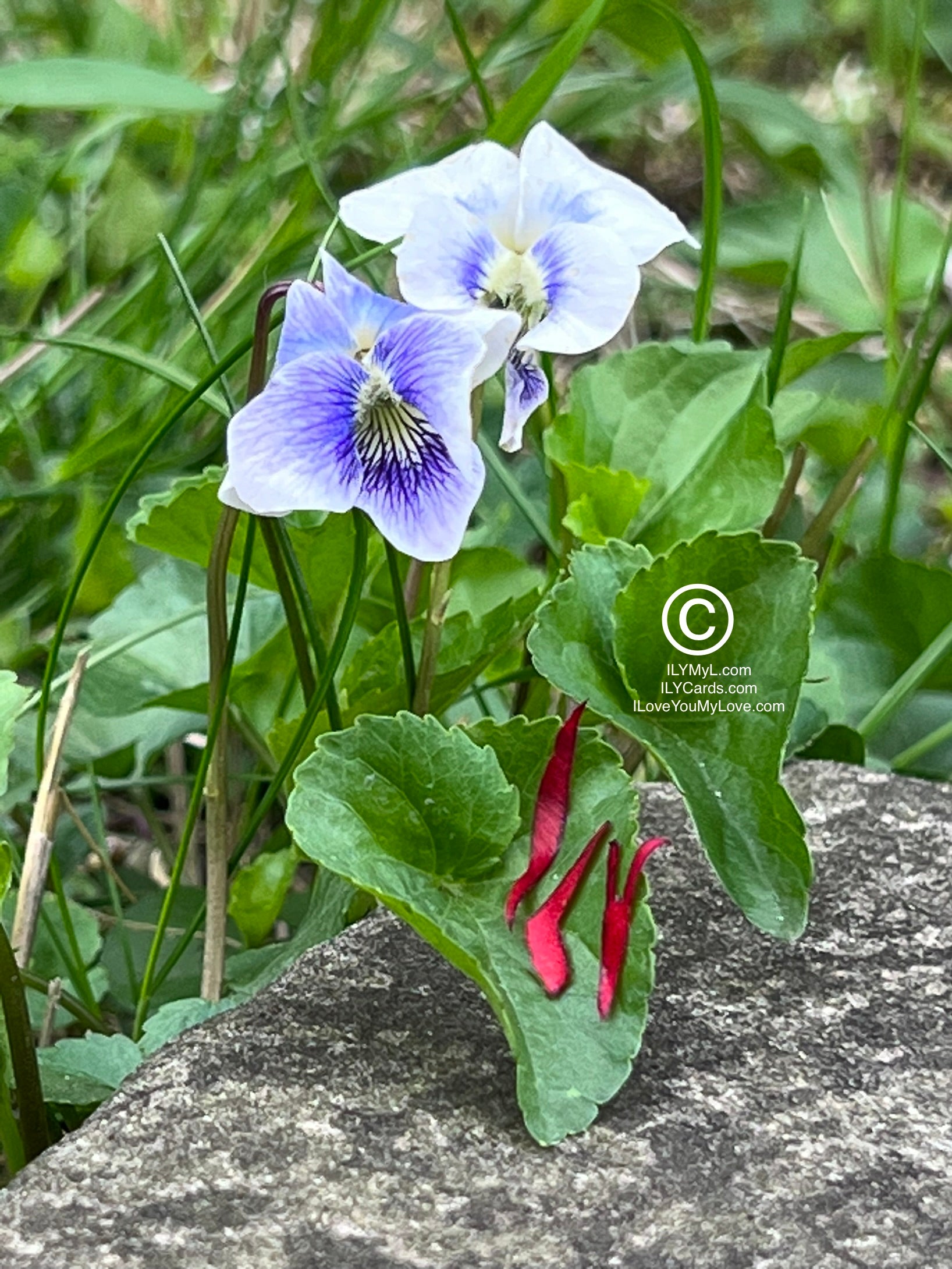 ILY Card® Eternal Bloom: A Symphony of Love and Life - 8.25 X 5.25 Folding Color Paper Card