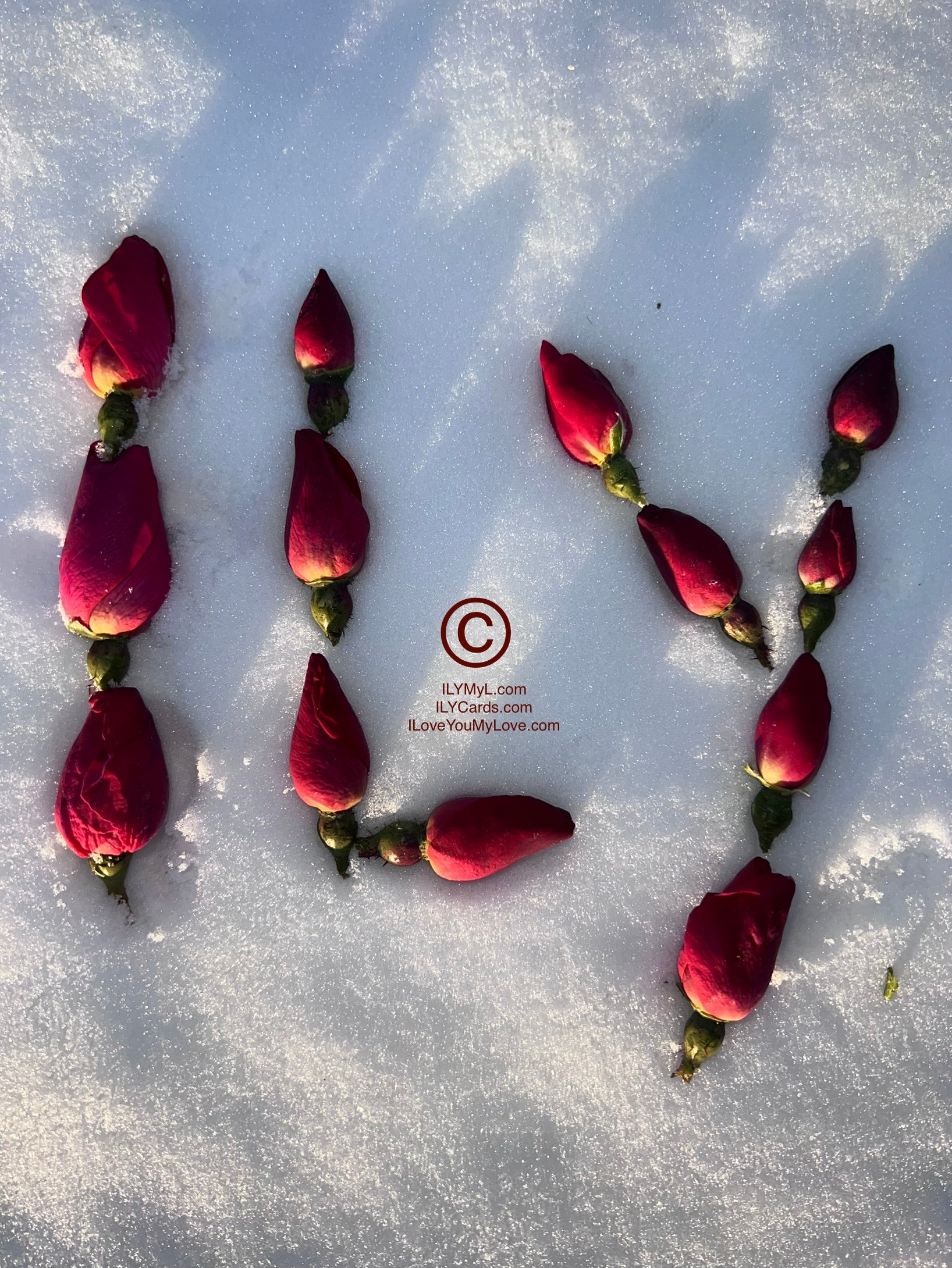 ILY Art Digital Image® ILY Baby Roses On Pure White - NFTs HD DIGITAL ART IMAGE