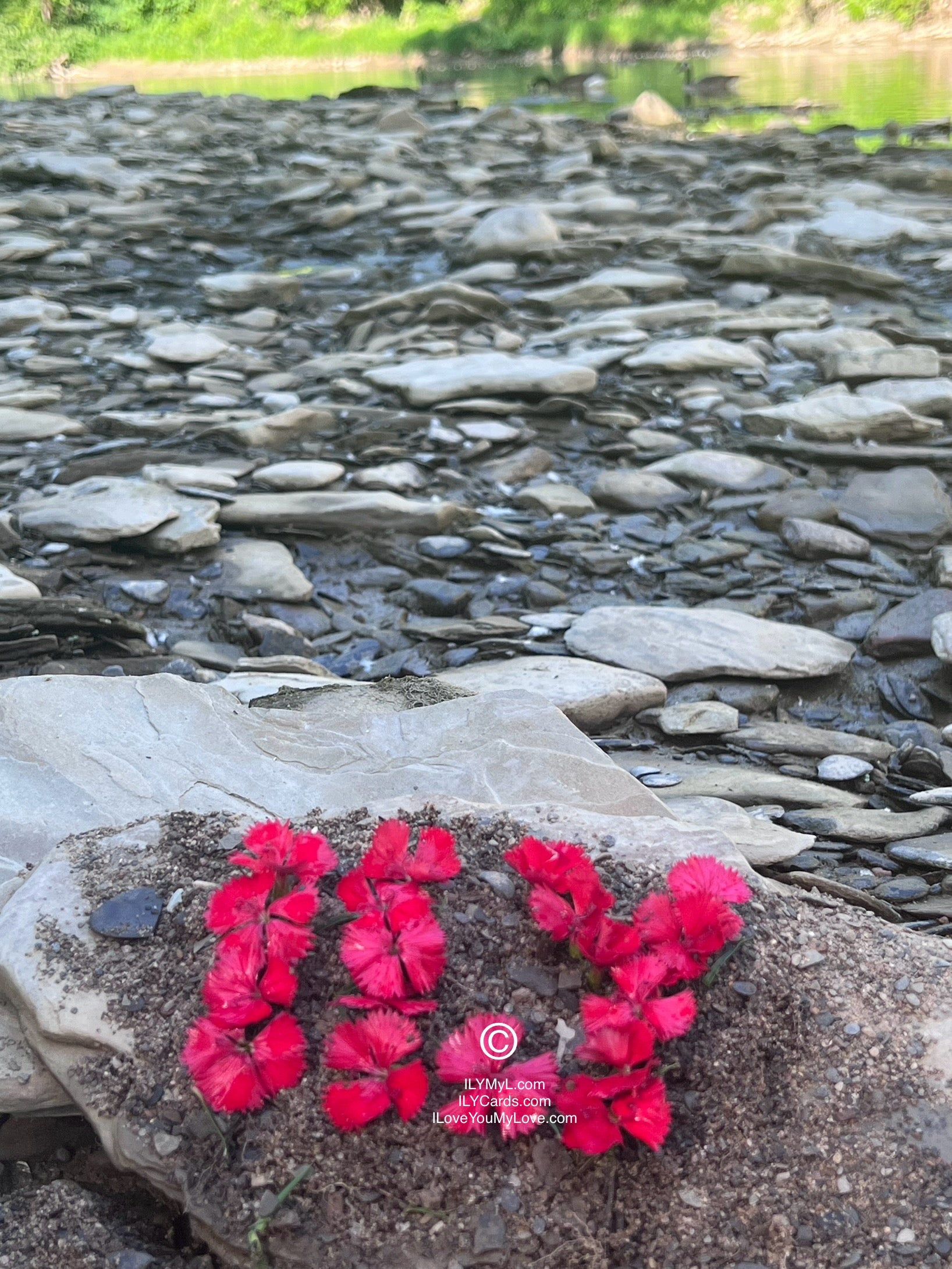 ILY Card® Yes My Love, Yes! - 8.25 x 5.25 Folding Color Paper Card