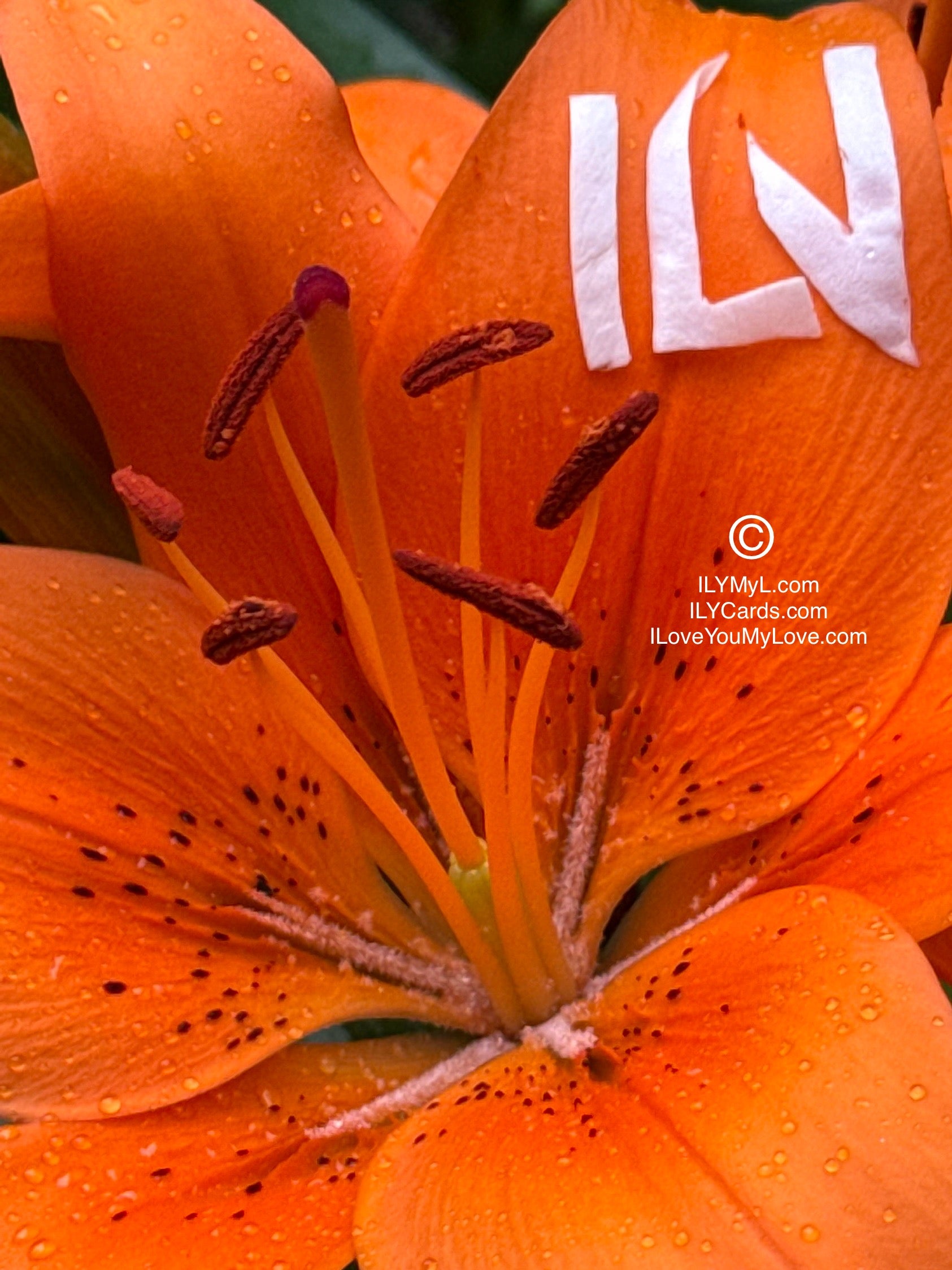 ILY Art Digital Image® My Love, I Am Sailing Across the Infinite Skies to Savor a Glimpse of Your Smile. - ILY Digital Message