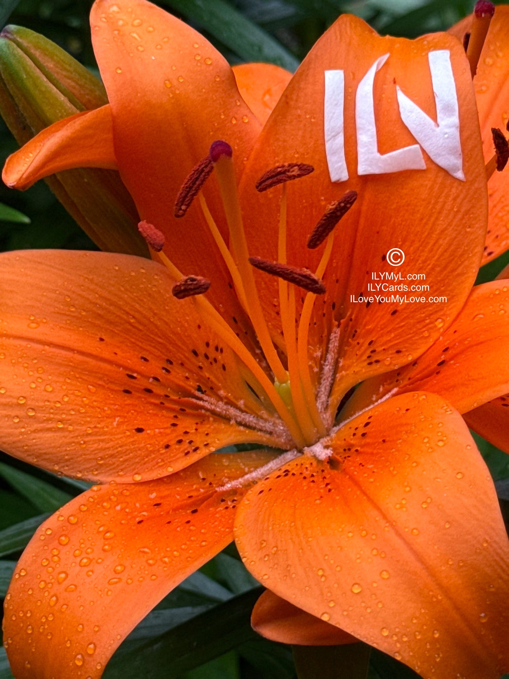 ILY Art Digital Image® My Love, I Am Sailing Across the Infinite Skies to Savor a Glimpse of Your Smile. - ILY Digital Message