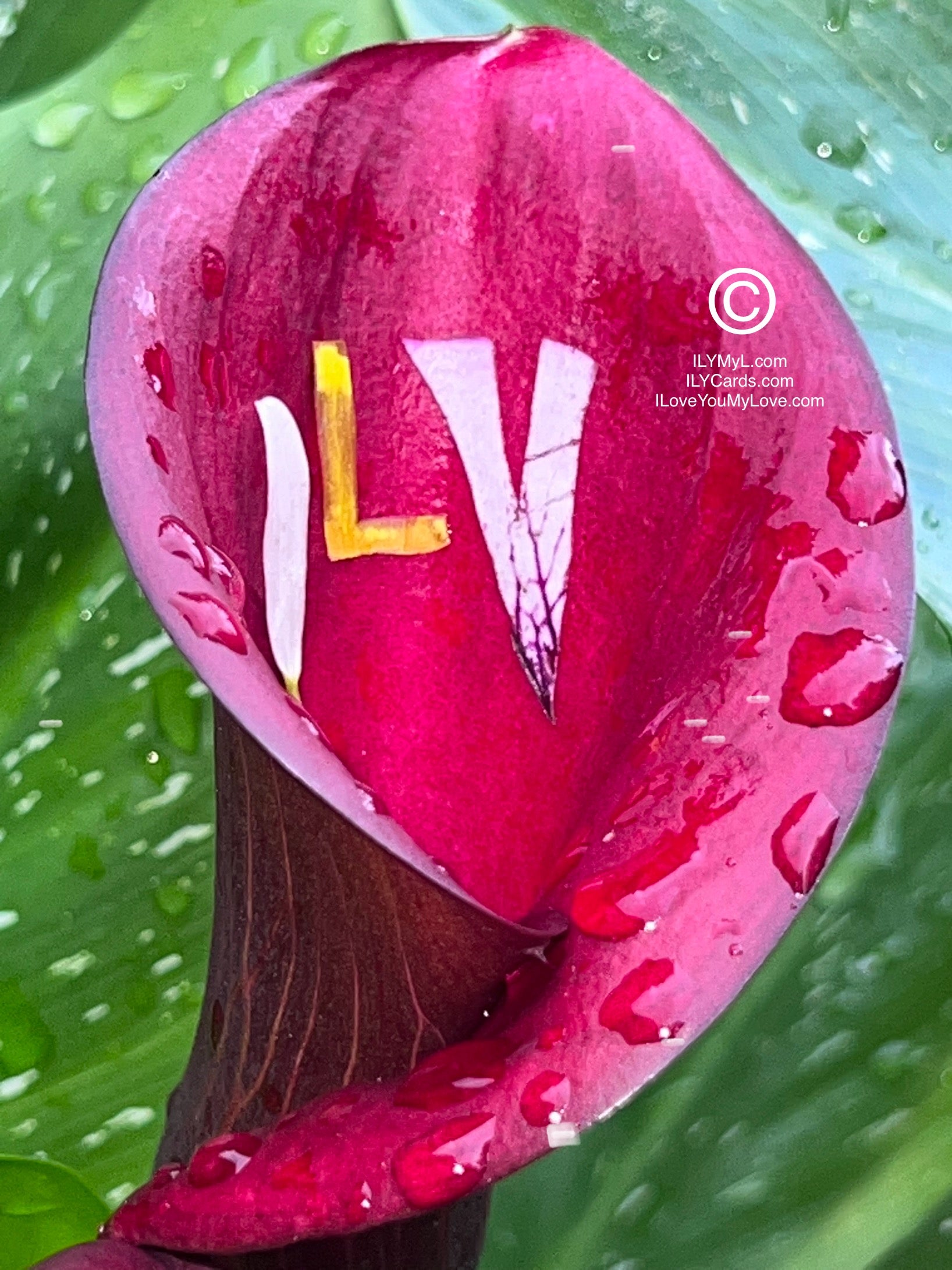 ILY Card® A Love Story of Destined Souls: A Profound Proclamation of Passion, Devotion, and Forever Love Resonating Thru The Unapologetic Beauty of Love - 8.25 x 5.25 Folding Color Paper Card