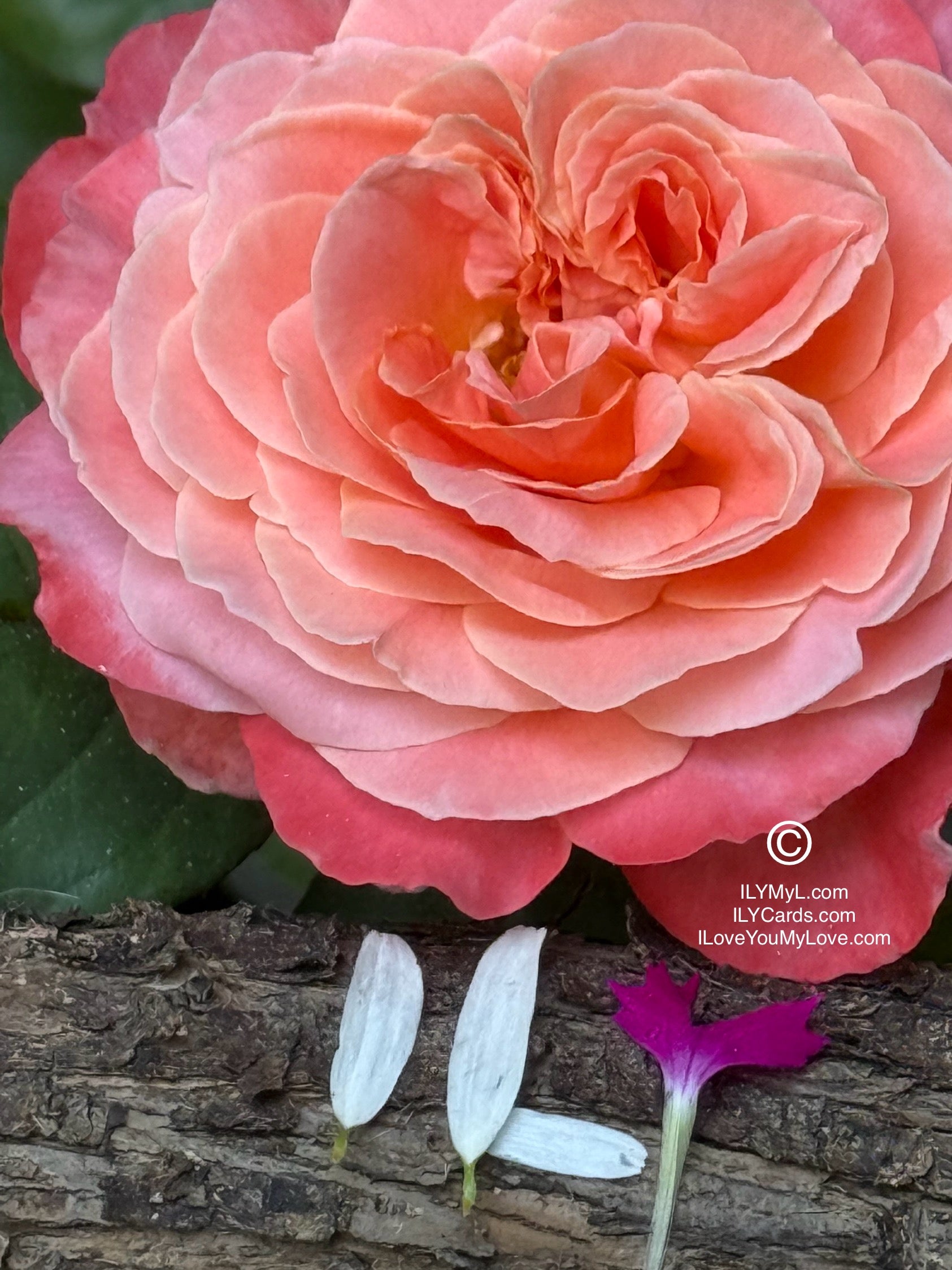 ILY Art Digital Image® The Poetry of Two Destined Souls, My Love - Yours and Mine: A Blooming Symphony of Rejuvenating Love’s Eternal Petals - NFTs HD DIGITAL ART IMAGE