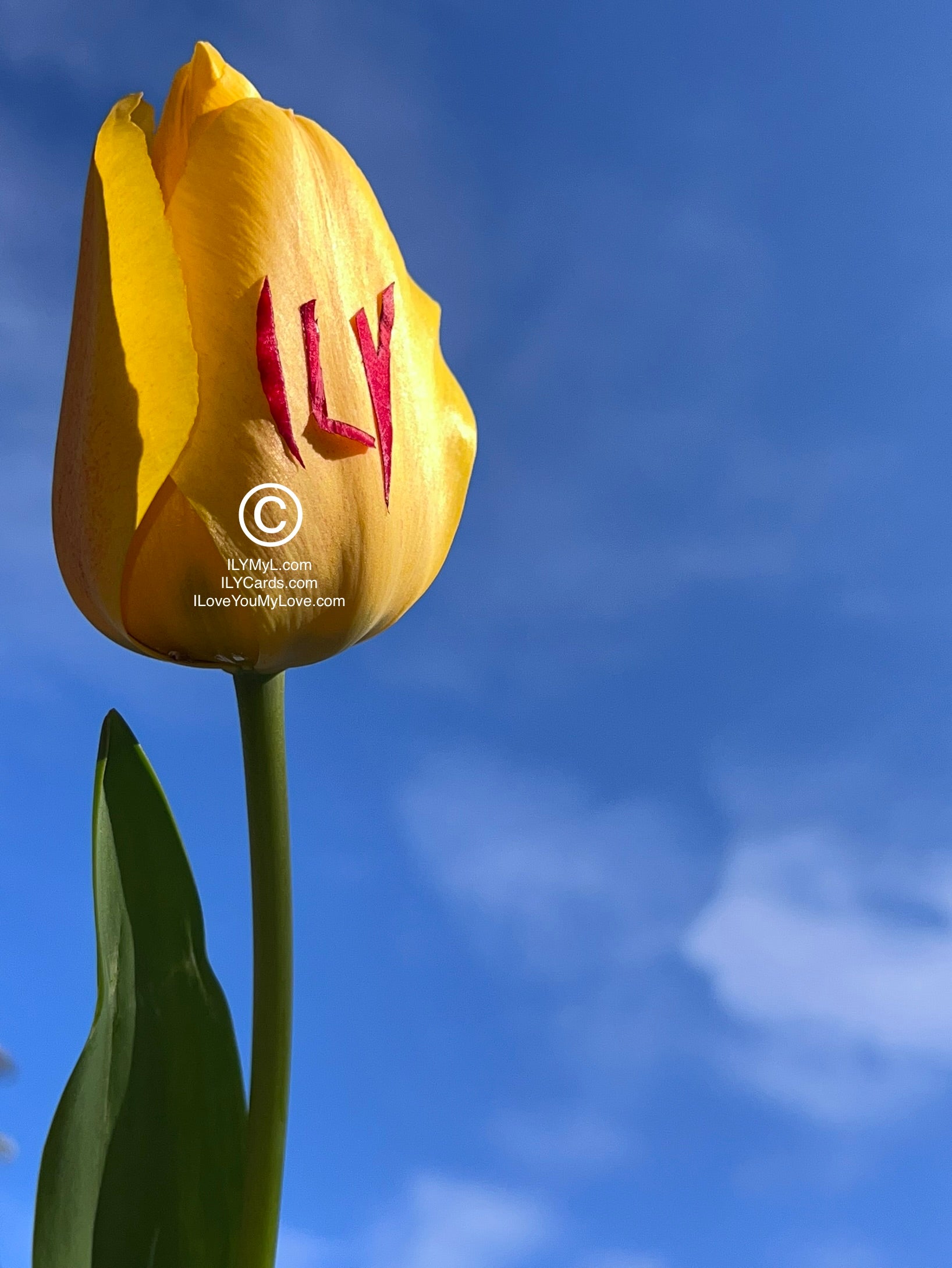 ILY Card® Whispers of Destiny: A Yellow Tulip's Radiant ILY Declaration on a Blue Sky Canvas - 8.25 X 5.25 Folding Color Paper Card