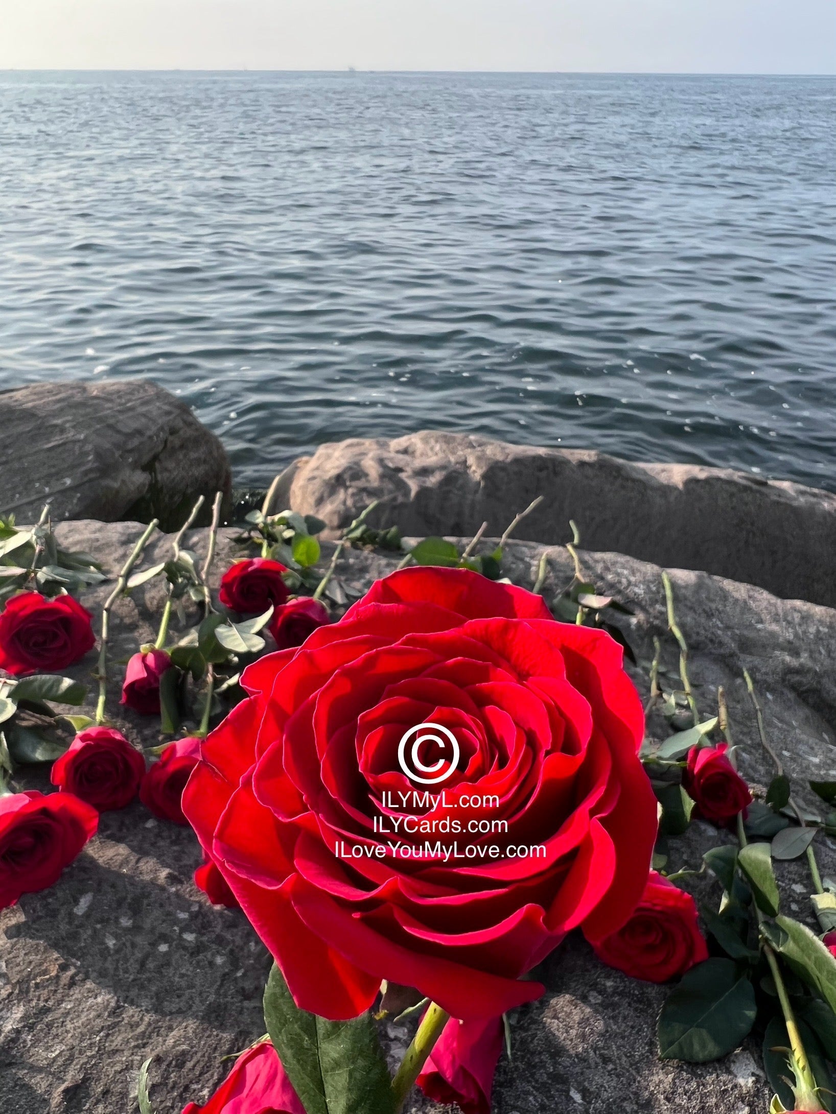 ILY Card® The Resilient Crimson Red Rose: A Poetic Celebration of Love's Vibrancy - 8.25 x 5.25 Folding Color Paper Card