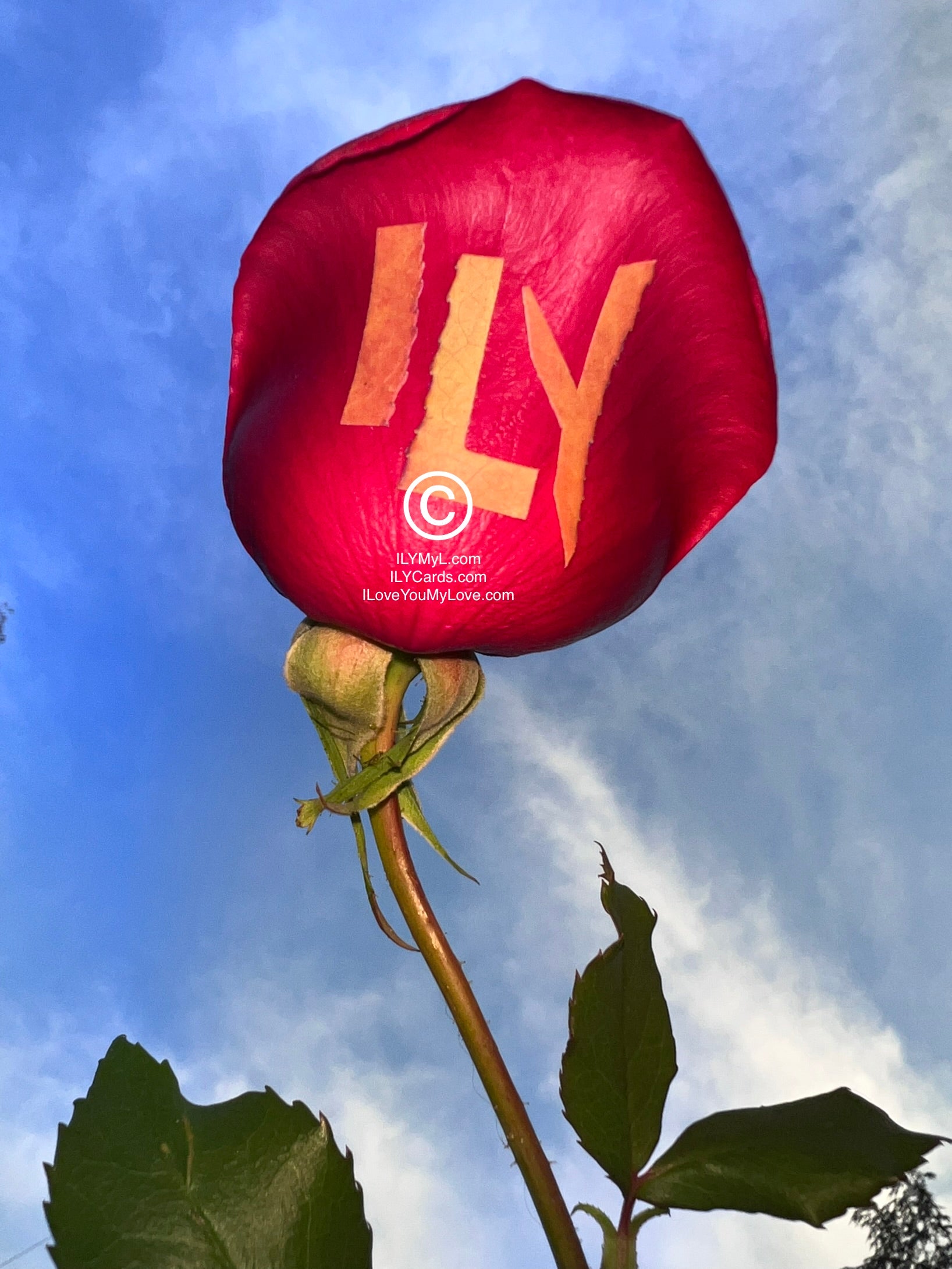 ILY Art Digital Image® BlueSky ILY Embrace Single Rose - NFTs HD DIGITAL ART IMAGE