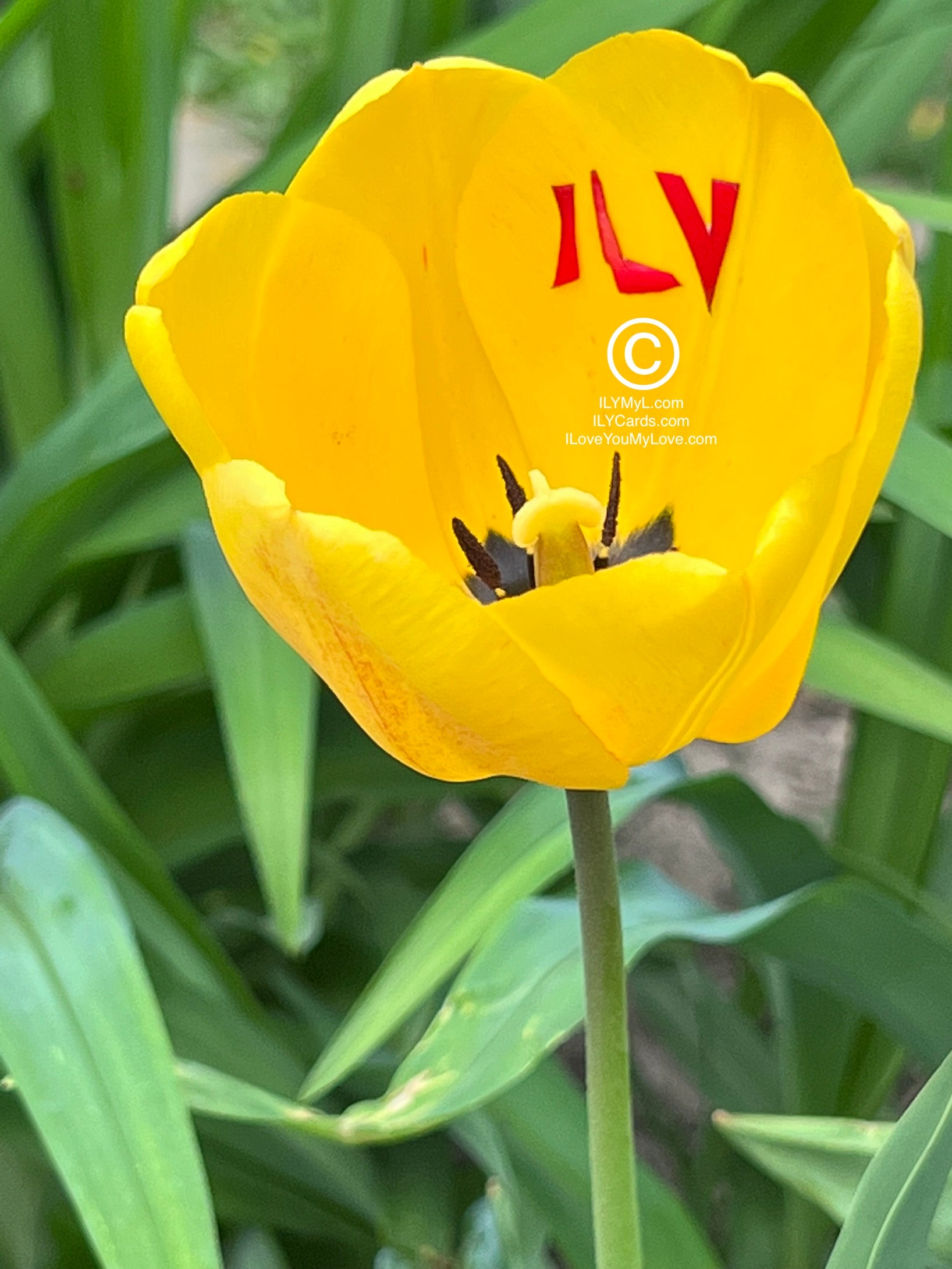 ILY Card® Love's Eloquent Symphony: The Yellow Tulip's Vivid Tribute to ILY - 8.25 X 5.25 Folding Color Paper Card