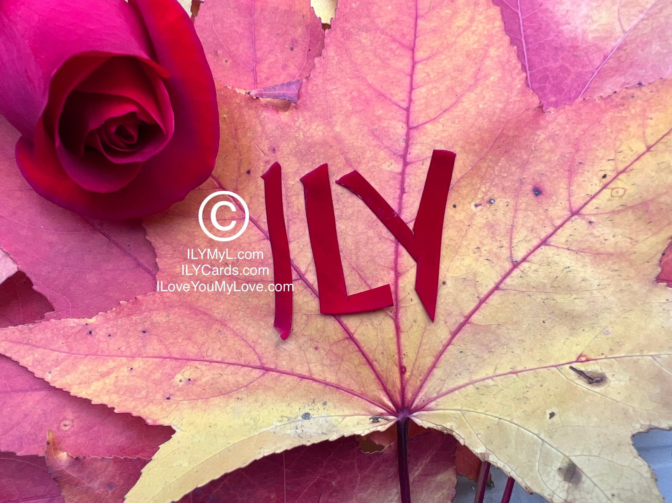 ILY Card® Single Rose ILY Leaf - 8.25 X 5.25 Folding Color Paper Card