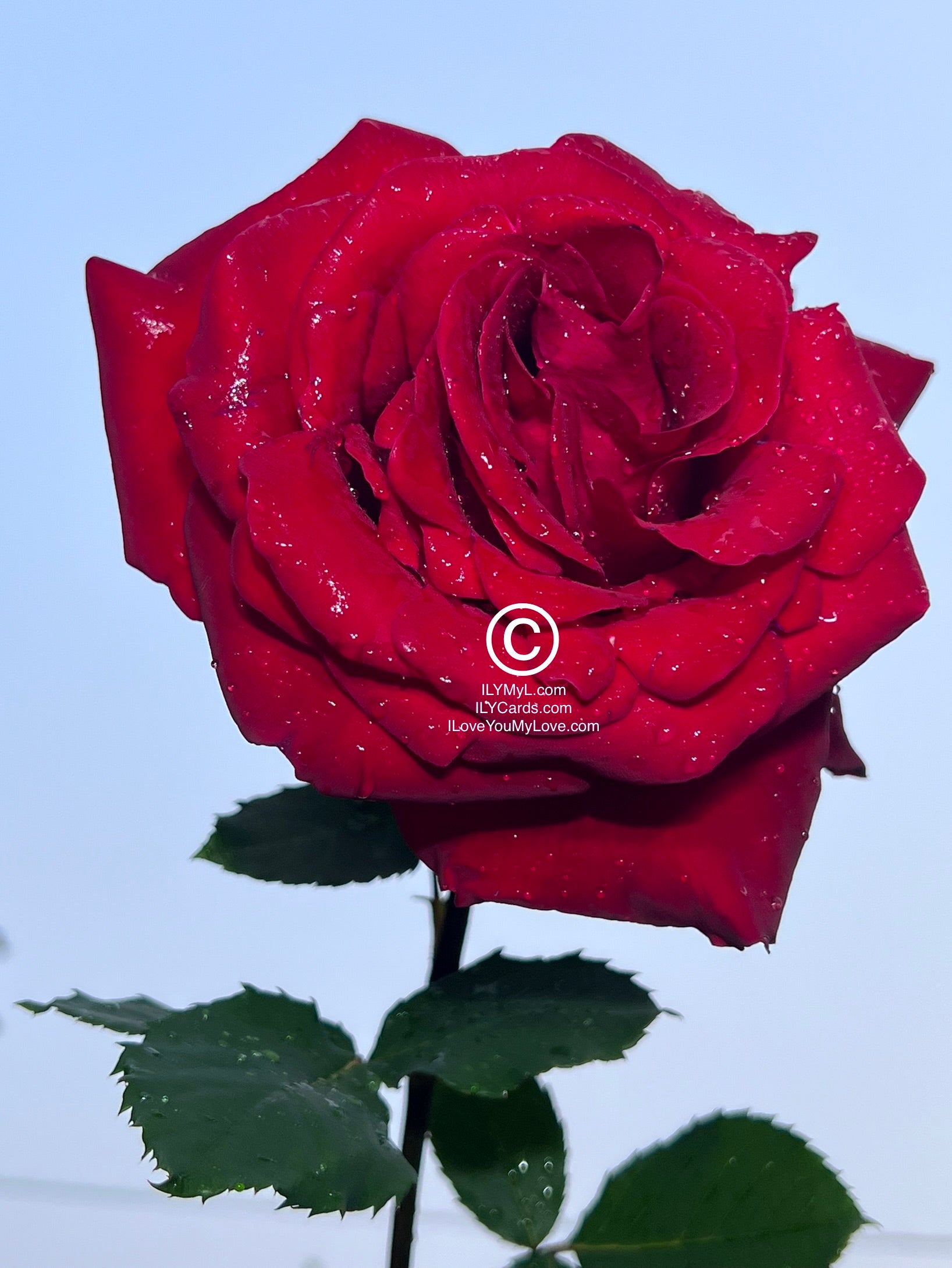 ILY Art Digital Image® Petals of Destiny: The Rose That Spoke ILY I Love You - NFTs HD DIGITAL ART IMAGE